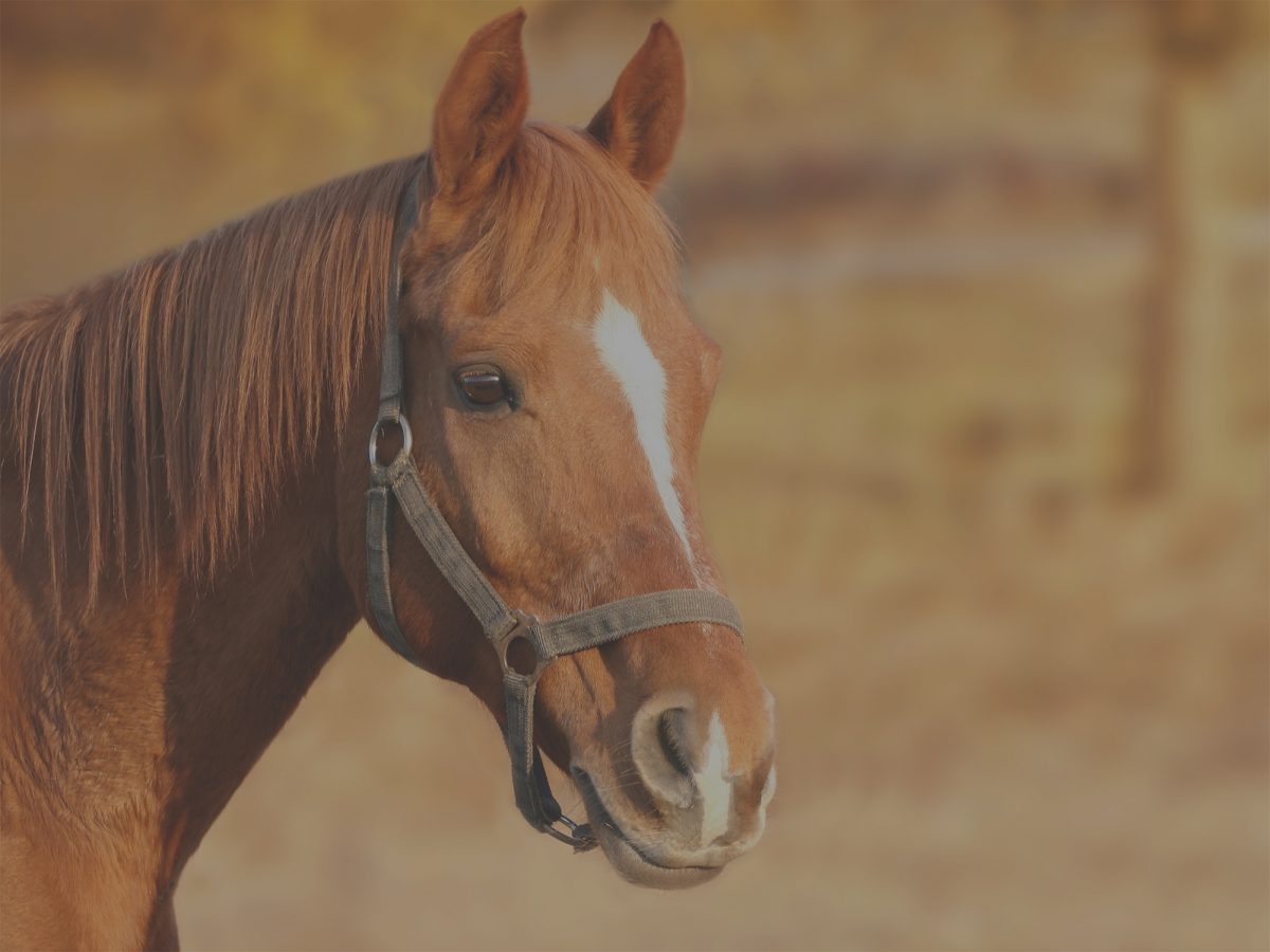 Sher & Associates has a lawyer on staff to help with all of your equine law needs.