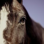 Equine Activity Immunity Act and what does it protect